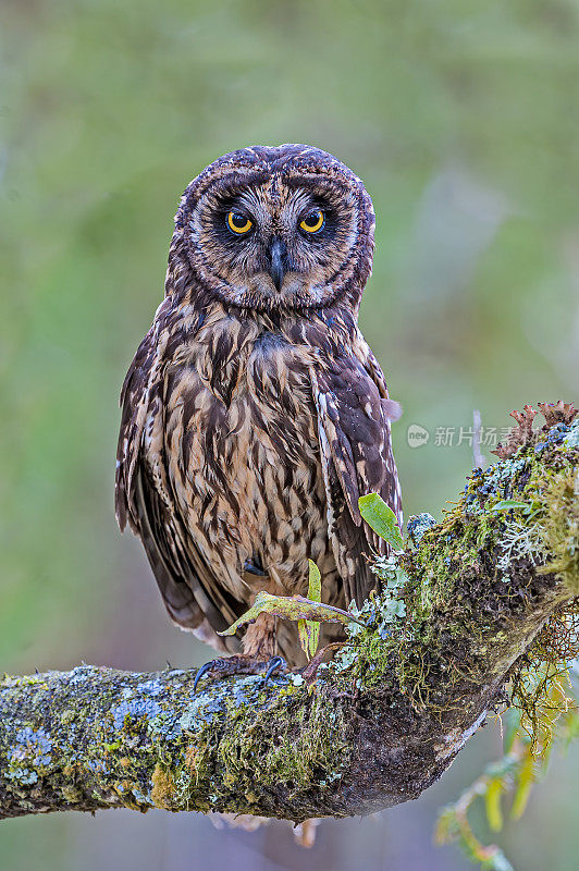 短耳猫头鹰，Asio flammeus galapagoensis，圣克鲁斯岛高地，加拉帕戈斯群岛国家公园，厄瓜多尔。